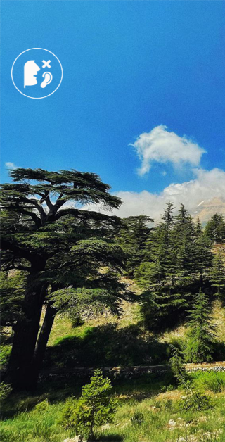 Cedars, Becharreh & Kozhaya (with Lunch)